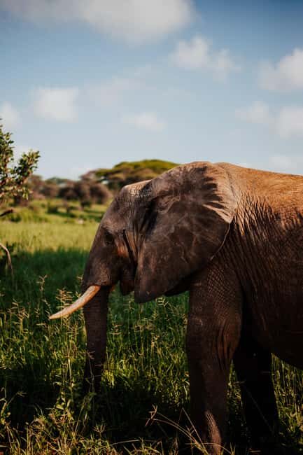 Arusha: 6-Day Great Migration Midrange Safari - Accommodation & Meals