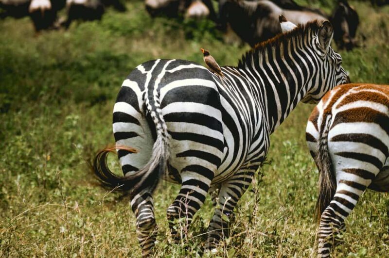Arusha: 6-Day Great Migration Midrange Safari - Guided Experiences & Wildlife Viewing