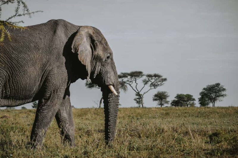Arusha: 6-Day Great Migration Midrange Safari - Optional Activities & Special Experiences