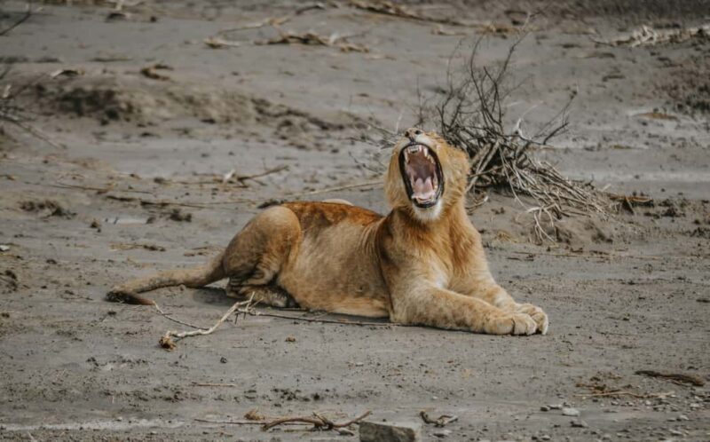 Arusha: 6-Day Great Migration Midrange Safari - Final Thoughts: Who Would Love This Tour?
