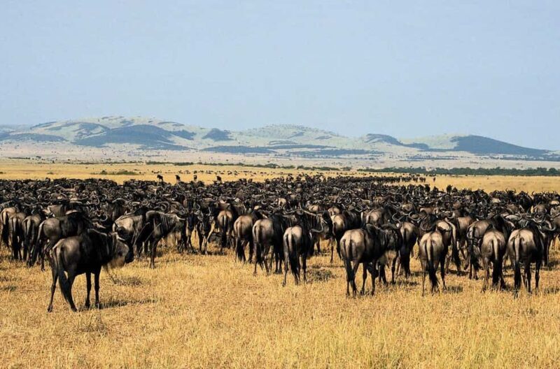 Arusha: 6-Day Great Wildebeest Migration Safari - Key Points