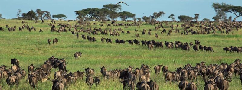Arusha: 6-Day Great Wildebeest Migration Safari - Introduction to the Experience