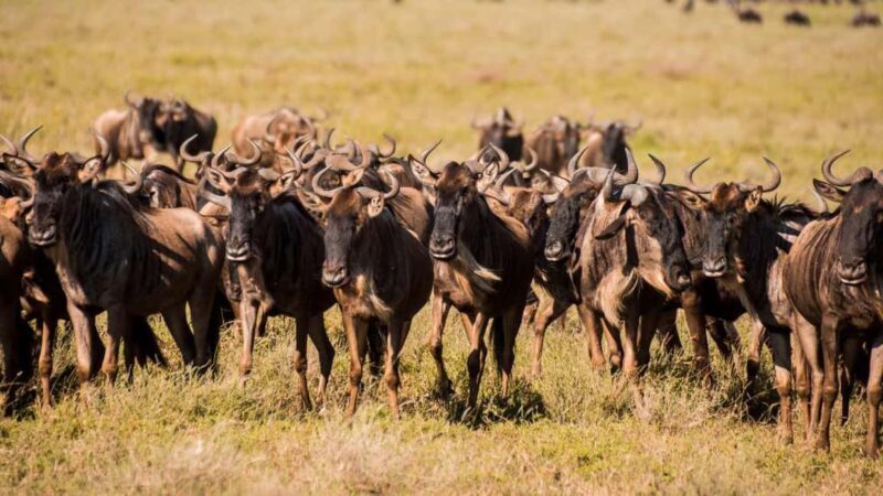 Arusha: 6-Day Great Wildebeest Migration Safari - What Makes This Tour Stand Out?