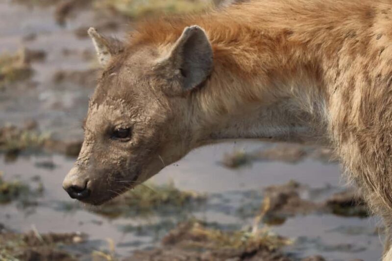 Arusha: 6-Day Northern Tanzania Safari - Practical Details and What It Means for You