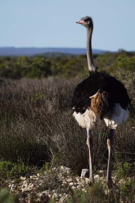 Arusha: 6-Day Serengeti Migration Safari with Flights - Key Points