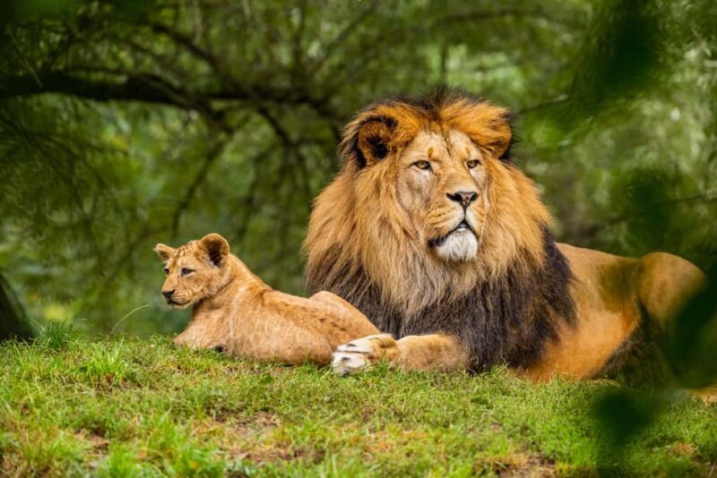 Arusha: 6-Day Serengeti Migration Safari with Flights - The Itinerary in Detail: What You Can Expect
