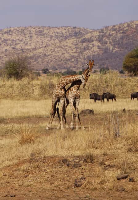 Arusha: 6-Day Serengeti Migration Safari with Flights - Final Thoughts: Who Is This Tour For?