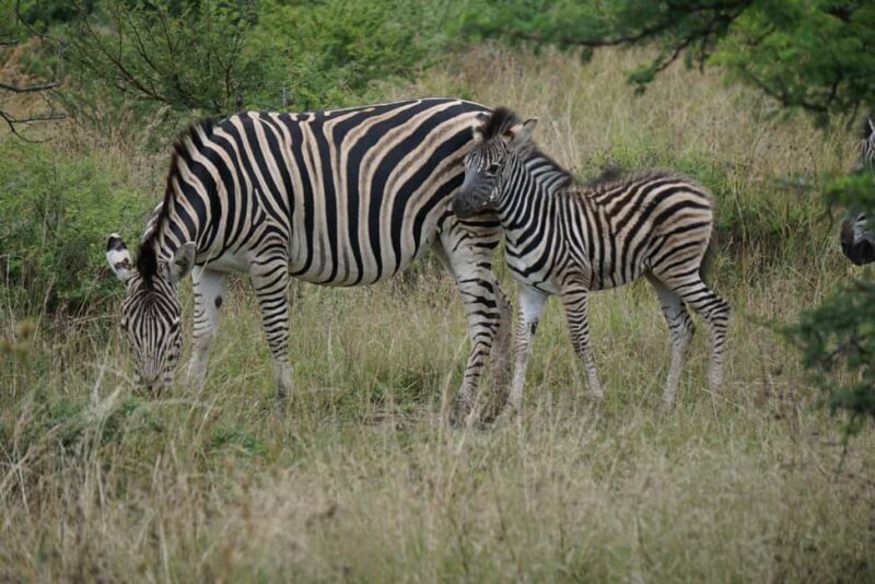 Arusha: 6-Day Serengeti Migration Safari with Flights - FAQ