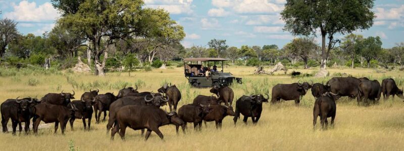 Arusha: 6Days Serengeti Wildebeest Migration Camping Safari - Practical Details and Tips