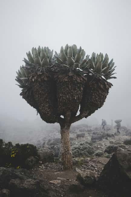 Arusha: 7-Day Kilimanjaro Lemosho Route Trek with Hotel Stay - Preparing for the Climb