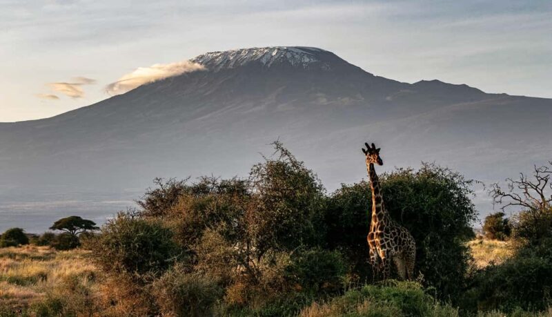 Arusha: 7-Day Kilimanjaro Lemosho Route Trek with Hotel Stay - FAQ