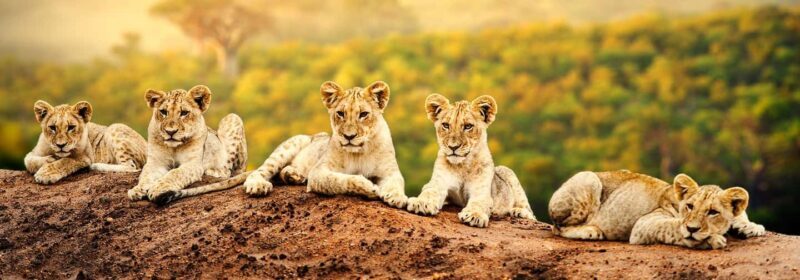 Arusha: 7-Day Safari to Tarangire, Serengeti, and Ngorongoro - What Makes This Safari Stand Out?