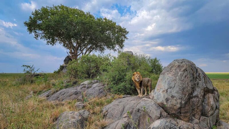Arusha: 7-Day Safari to Tarangire, Serengeti, and Ngorongoro - Transportation & Logistics