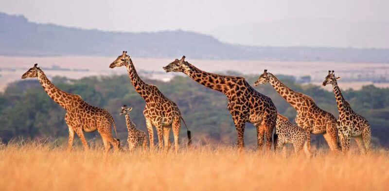 Arusha: 7-Day Safari to Tarangire, Serengeti, and Ngorongoro - FAQ