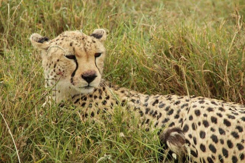 Arusha: 7-Day Safari Tour with Materuni Waterfalls Hike - Key Points