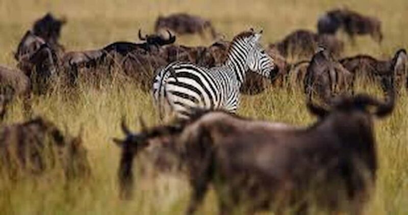 Arusha: 7-Day Safari Tour with Materuni Waterfalls Hike - Exploring the Itinerary in Detail