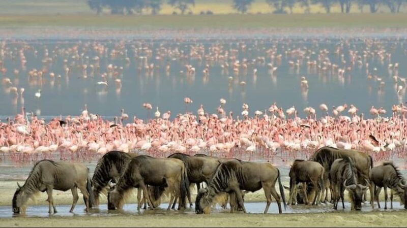 Arusha: 7-Day Safari Tour with Materuni Waterfalls Hike - The Value of This Experience