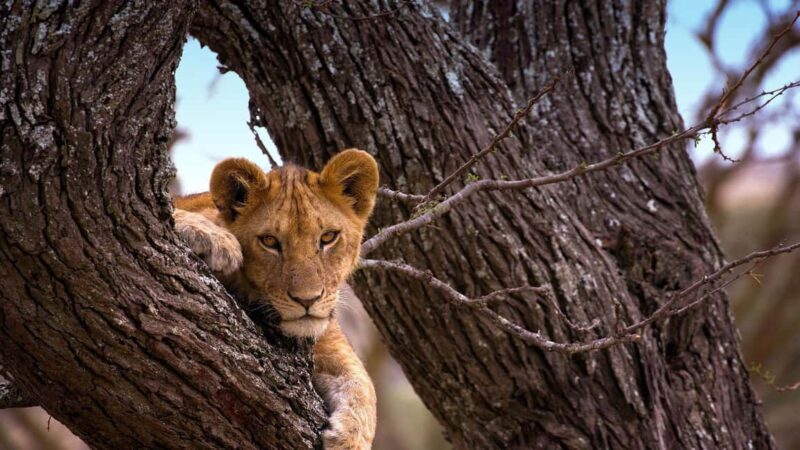 Arusha: 7-Day Serengeti and Ngorongoro Crater Safari - Key Points