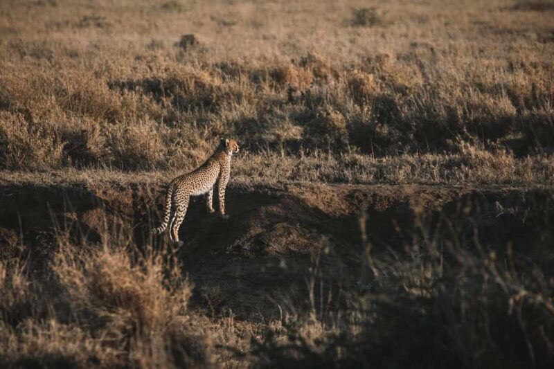 Arusha: 7-Day Tanzania Private Midrange Safari - Frequently Asked Questions
