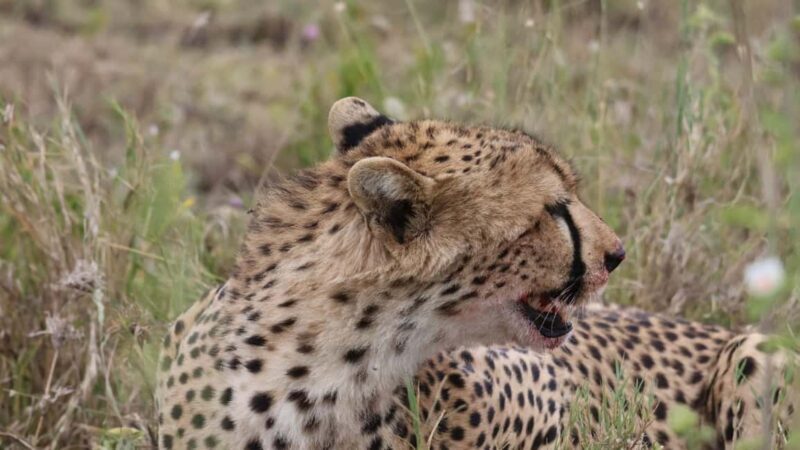 Arusha: 7-Day Tarangire, Ngorongoro, & Serengeti Safari - The Itinerary in Detail