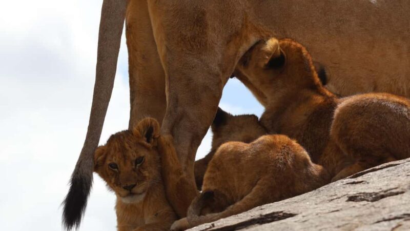 Arusha: 7-Day Tarangire, Ngorongoro, & Serengeti Safari - The Value of the Tour