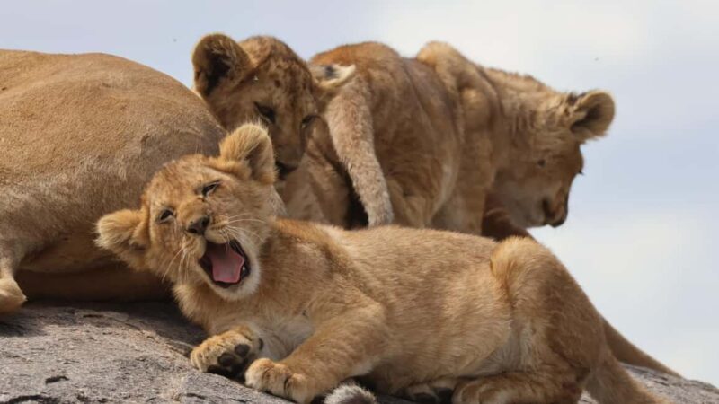 Arusha: 7-Day Tarangire, Ngorongoro, & Serengeti Safari - The Sum Up