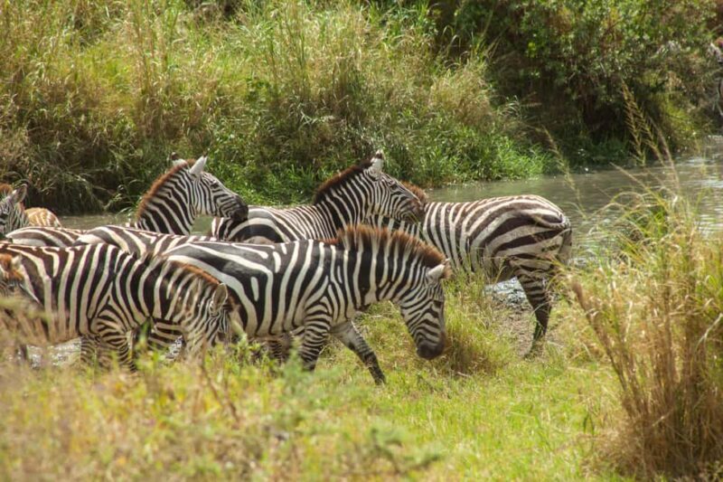 Arusha: 8-Day Safari to Tarangire, Serengeti and Ngorongoro - Key Points