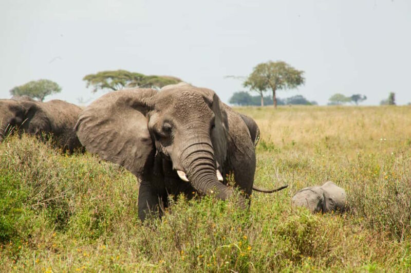 Arusha: 8-Day Safari to Tarangire, Serengeti and Ngorongoro - The Detailed Experience of an 8-Day Tanzanian Safari