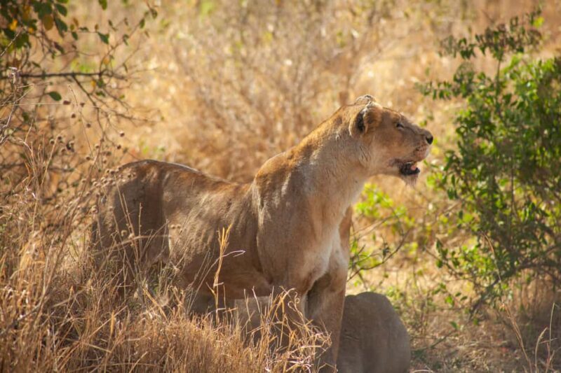 Arusha: 8-Day Safari to Tarangire, Serengeti and Ngorongoro - Who Will Love This Safari?