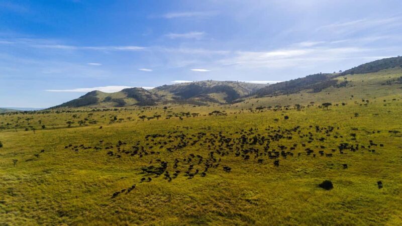 Arusha: 9 Day Multi-Park Flexible Migration Roundtrip safari - Key Points