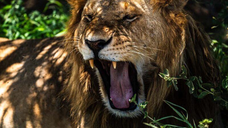 Arusha: 9 Day Multi-Park Flexible Migration Roundtrip safari - Exploring the Itinerary in Detail