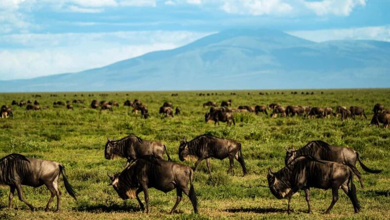 Arusha: 9 Day Multi-Park Flexible Migration Roundtrip safari - Practical Considerations