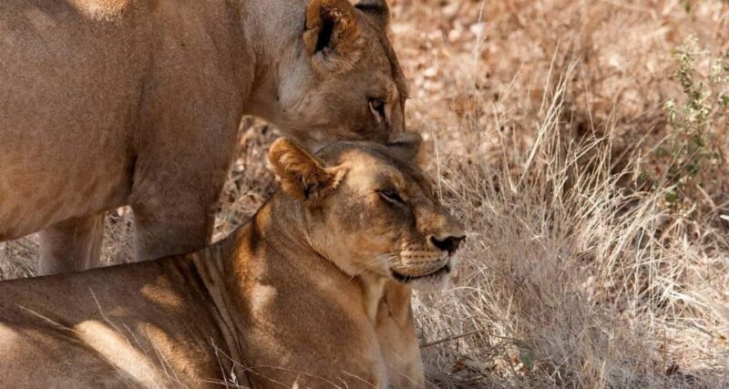 Arusha: 9-Day Ultimate Safari Adventure - Preparing for Your Safari
