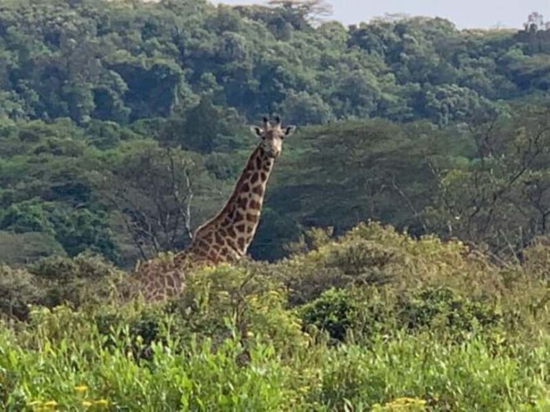 Arusha: Arusha National Park Day Tour - Key Points