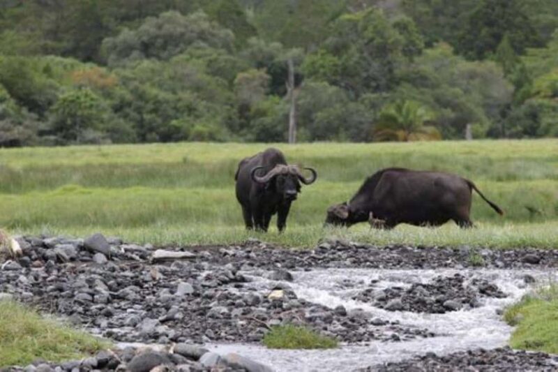 Arusha: Arusha National Park Day Tour - Practical Details: What’s Included and What to Bring