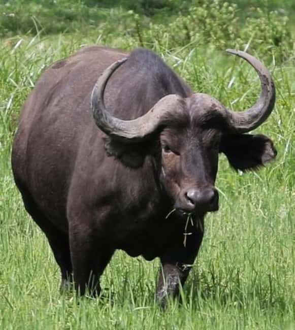 Arusha: Arusha National Park Day Tour - In The Sum Up