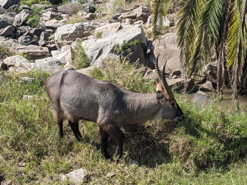 Arusha: Arusha National Park Safari with Canoeing Option - Introduction