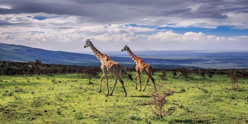 Arusha: Arusha National Park Safari with Canoeing Option - Key Points