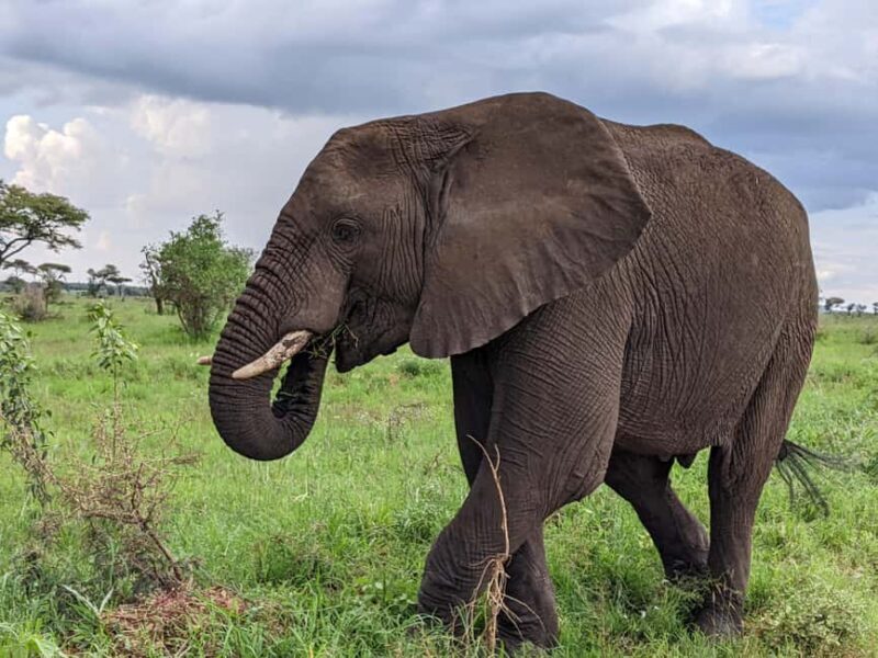 Arusha: Arusha National Park Safari with Canoeing Option - What We Love About This Tour