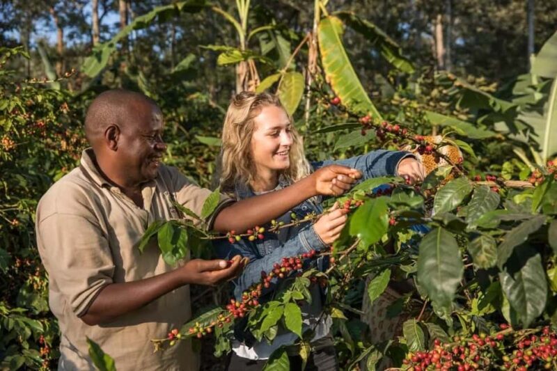 Arusha: Coffee Lodge Guided Tour with Coffee Tasting - A Complete Look at the Arusha Coffee Lodge Guided Tour with Coffee Tasting