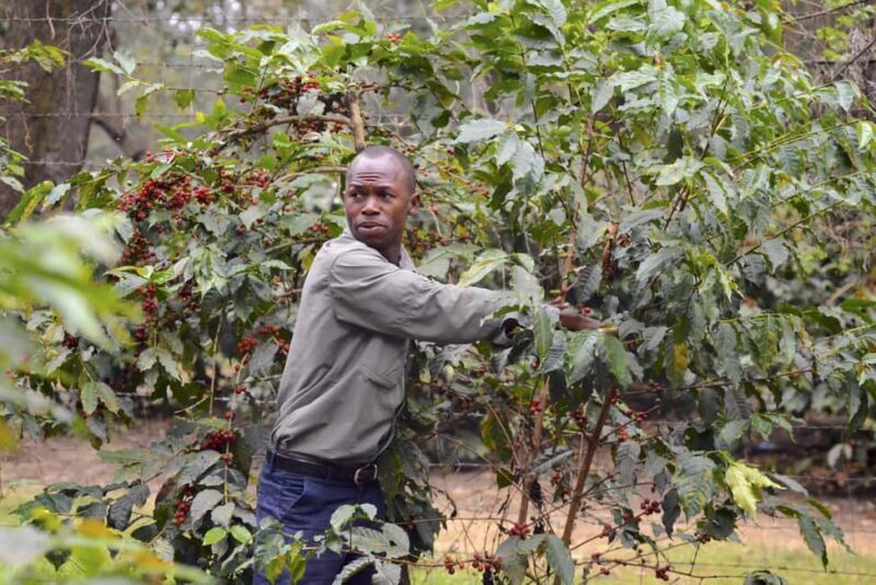 Arusha: Coffee Lodge Guided Tour with Coffee Tasting - Key Points