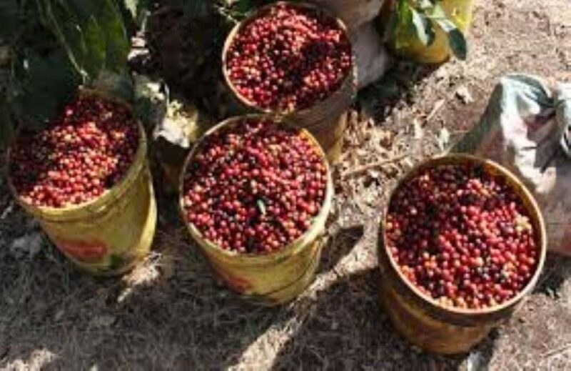 Arusha: Coffee Plantation Tour with Tasting and Hands-On - Key Points