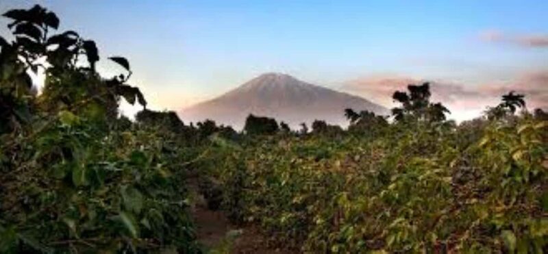 Arusha: Coffee Plantation Tour with Tasting and Hands-On - Frequently Asked Questions