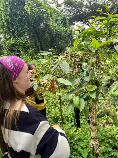 Arusha Coffee Tour and Buffet Lunch with Kingstone Asilia - Key Points