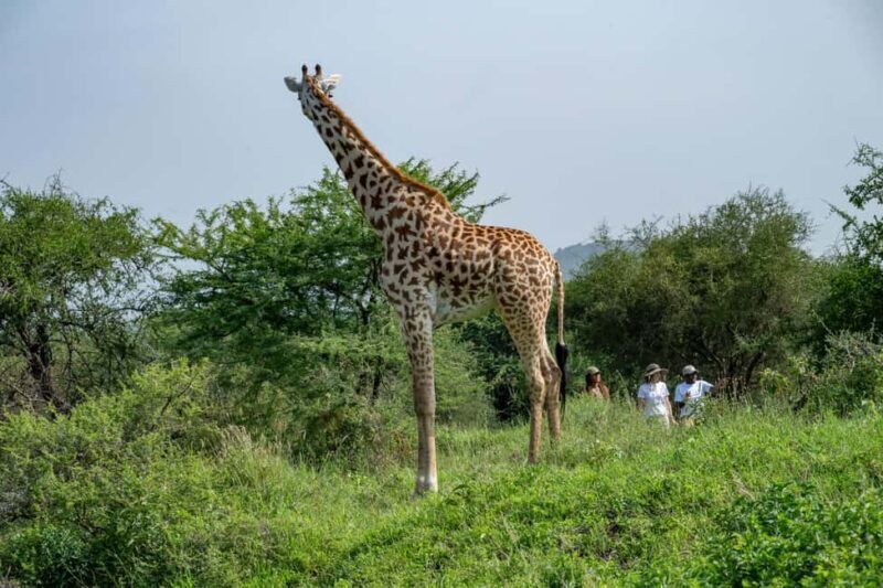 Arusha: Giraffe Centre Guided Tour with Wildlife Walk - Key Points