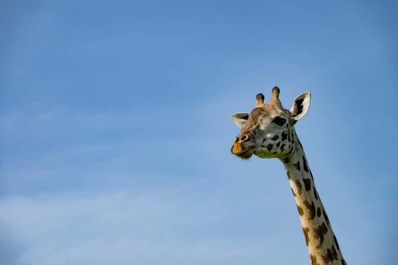 Arusha: Giraffe Centre Guided Tour with Wildlife Walk - FAQ
