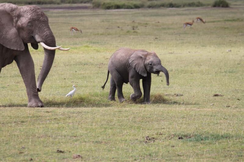 Arusha: Kilimanjaro Hike, Tarangire & Ngorongoro 3-Day Tour - Key Points