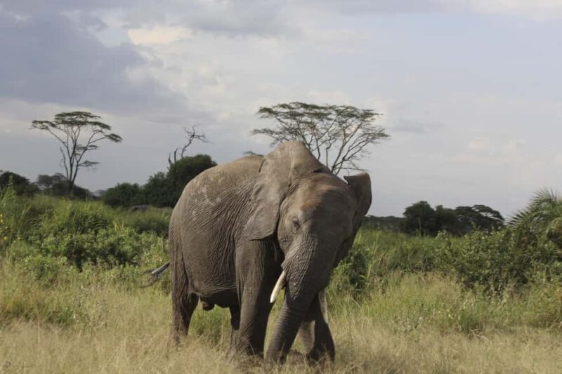 Arusha: Kilimanjaro Hike, Tarangire & Ngorongoro 3-Day Tour - Practical Aspects & Value