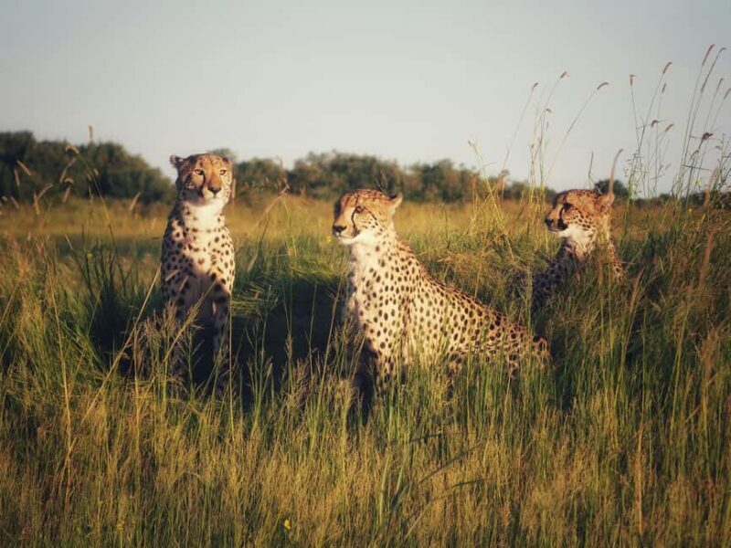 Arusha: Kilimanjaro Hike, Tarangire & Ngorongoro 3-Day Tour - FAQ