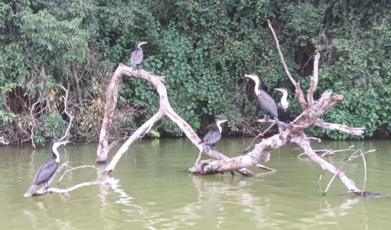 Arusha: Lake Duluti Walking Tour and Canoeing - The Sum Up